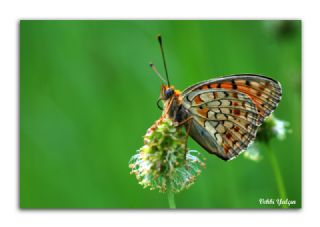 Niyobe (Fabriciana niobe)