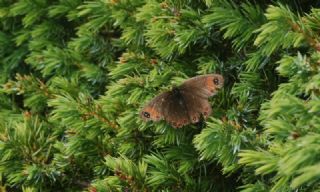 Laz Gzelesmeri (Erebia hewitsonii)