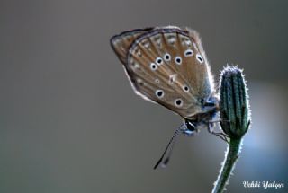 Anormal okgzl (Polyommatus admetus)