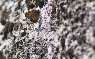 Turan Yalanccads (Pseudochazara telephassa)