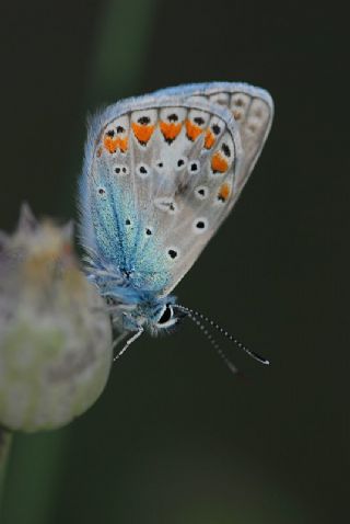 okgzl Mavi (Polyommatus icarus)