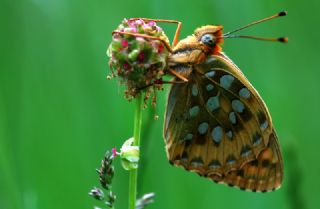Gzel nci (Argynnis aglaja)