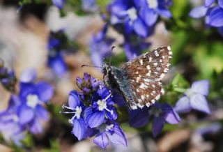 Ege Zpzp (Pyrgus melotis)