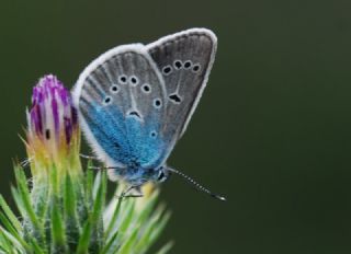 okgzl Diana Mavisi (Polyommatus diana)