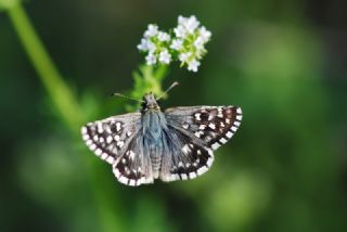 Ege Zpzp (Pyrgus melotis)