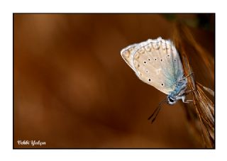 okgzl Dafnis (Polyommatus daphnis)