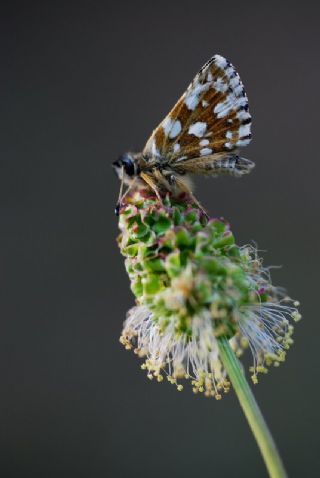 Kzl Zpzp (Spialia orbifer)