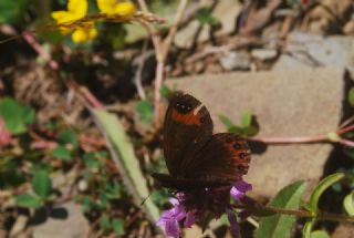 Laz Gzelesmeri (Erebia hewitsonii)