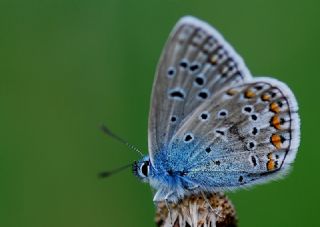 okgzl Mavi (Polyommatus icarus)