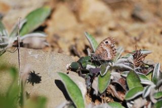 Seyit (Arethusana arethusa)