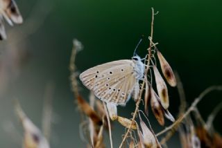 Anormal okgzl (Polyommatus admetus)