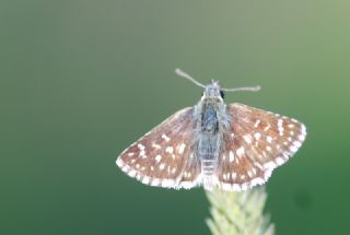 Kzl Zpzp (Spialia orbifer)