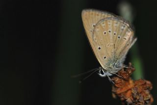 Anormal okgzl (Polyommatus admetus)