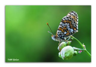 parhan (Melitaea cinxia)