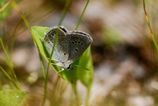 okgzl Torul Mavisi (Aricia torulensis)