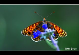 Benekli Byk parhan (Melitaea phoebe)