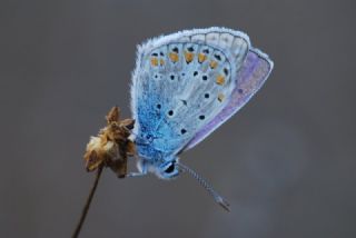 okgzl Mavi (Polyommatus icarus)