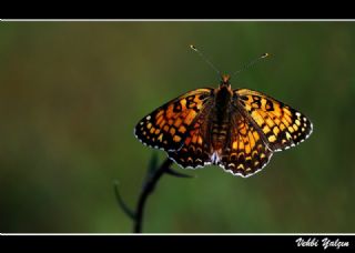 Benekli Byk parhan (Melitaea phoebe)