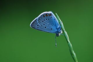 okgzl Amanda (Polyommatus amandus)