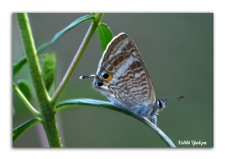 Lampides (Lampides boeticus)