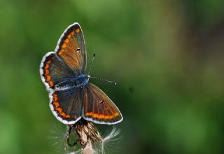 okgzl Esmer (Aricia agestis)