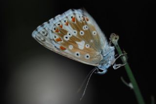 okgzl Anadolu illi Mavisi (Polyommatus ossmar)