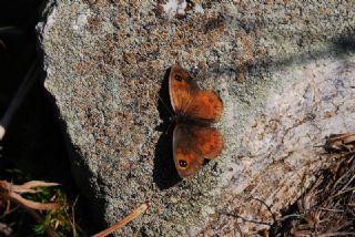 Kafkas Gzelesmeri (Erebia graucasica )