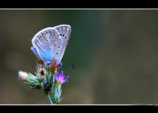 okgzl Edon Mavisi (Polyommatus aedon)