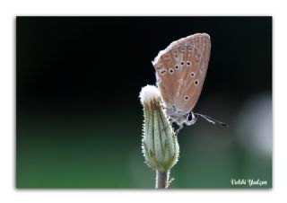 okgzl Dafnis (Polyommatus daphnis)