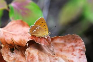 Orman Bakr Gzeli (Lycaena virgaureae)