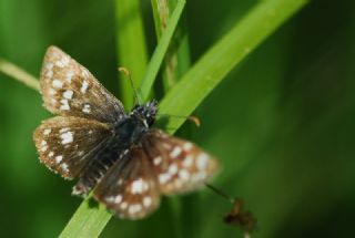 Ege Zpzp (Pyrgus melotis)