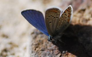 Anadolu Esmergz (Plebejus modicus)