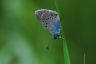 okgzl Gzel Mavi (Polyommatus bellis)