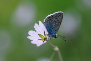 okgzl Mavi (Polyommatus icarus)