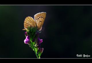 Anormal okgzl (Polyommatus admetus)