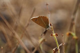 ? Agro Tr (Tanmsz) (Agrodiaetus sp.)