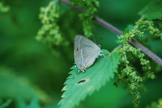 Mormee (Favonius quercus)