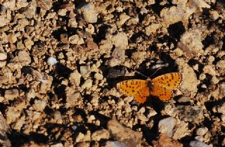 Gzel parhan (Melitaea trivia)