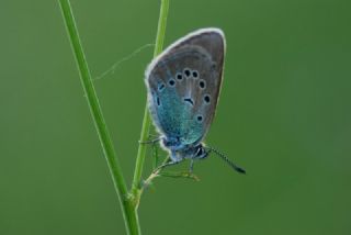 okgzl Rus Mavisi (Polyommatus coelestina)