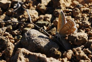 okgzl Esmer (Aricia agestis)