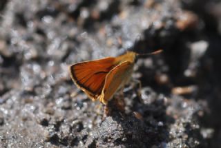 Sar Antenli Zpzp (Thymelicus sylvestris)