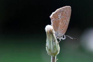 Anormal okgzl (Polyommatus admetus)