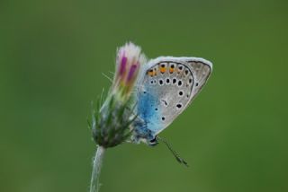 okgzl Amanda (Polyommatus amandus)