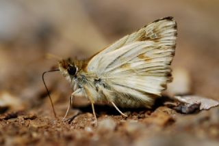 Mermer Zpzp (Carcharodus lavatherae)