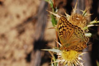 Bahadr (Argynnis pandora)