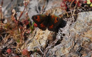 Kafkas Gzelesmeri (Erebia graucasica )