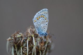 okgzl Anadolu Mavisi (Aricia crassipunctus)