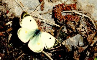 Gzel Azamet (Colias alfacariensis)