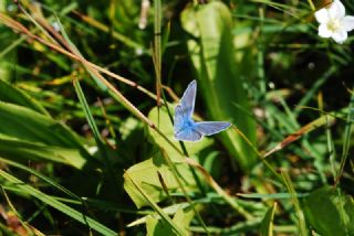 okgzl Mavi (Polyommatus icarus)