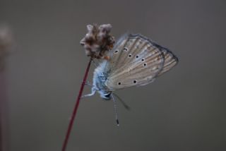 Anormal okgzl (Polyommatus admetus)